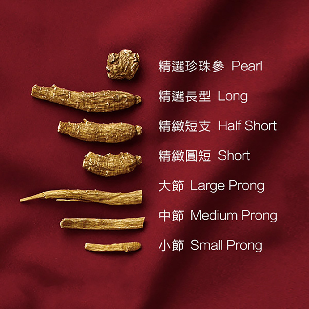 人工花旗參短支巨大號