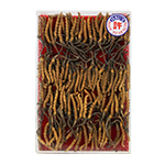 Hsu's Cordyceps Sinensis (Dong Chong Xia Cao)